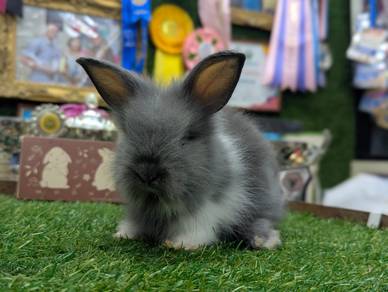 Arnab Teddy Bear Rabbit jr