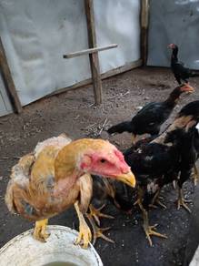 Ayam siam