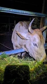 Lembu untuk di tukar milik