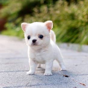 Apple hard chihuahuas
