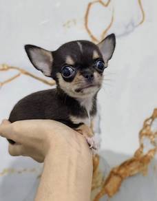 CHIHUAHUA PUPPIES CH267🌷 Head Apple Female