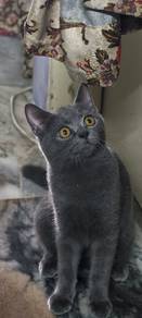 bsh