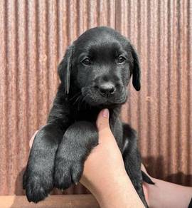 black color Labrador retriever l