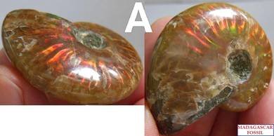 Small ammonite shell for decoration - 22g (A)