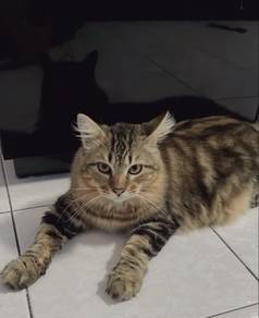 (Persian Mix Maine Coon) Male 1Years+