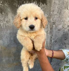 golden retriever k
