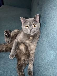 Bsh female rehome