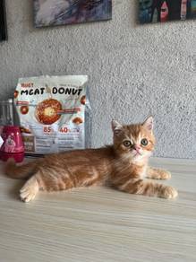 ESH kitten