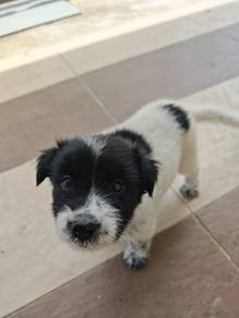 Free Pups for adoption 