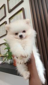 Pomeranian 
