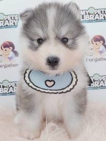 Siberian Alaskan Wooly Husky
