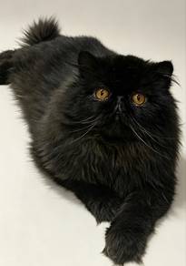 black Persian rehome