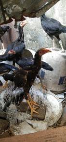 ayam muda