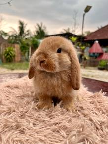 holland lop rabbit arnab