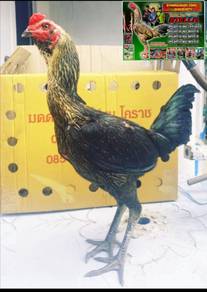 Ayam pama iq
