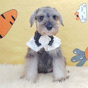 Schnauzer