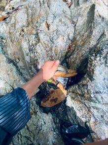 channa limbata
