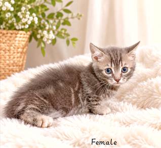 Munchkin short legs 