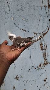 Burung cockateil