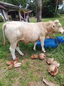 lembu 