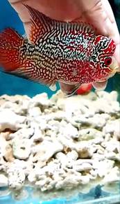 Louhan Flowerhorn Ikan Hiasan
