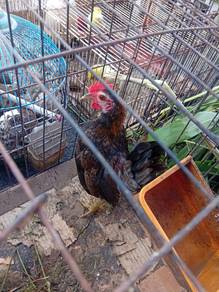 Ayam serama remaja jantan