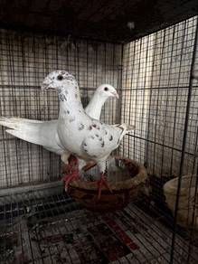 Burung Merpati German Beauty