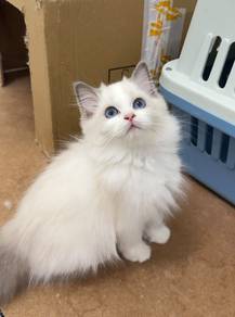 ragdoll male