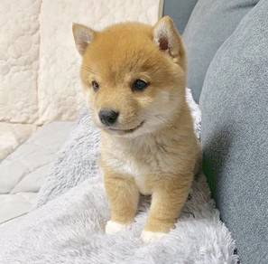 Chubby Shiba Inu Fox Face Curly Tail Puppy Dog