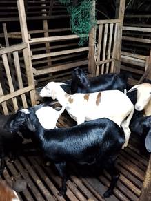 kambing biri biri Santa santaines