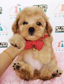 POODLE toy