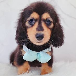 Dachshund