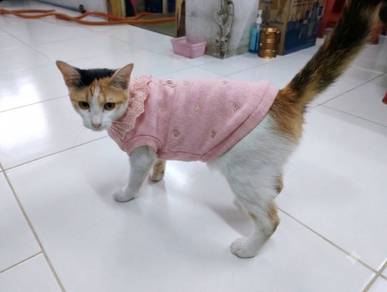 Female Calico Adoption.Ipoh