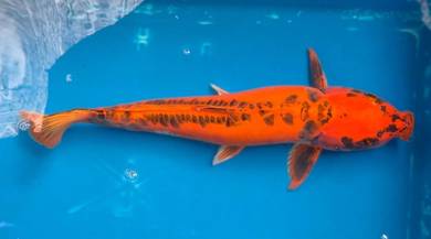 Japan Koi