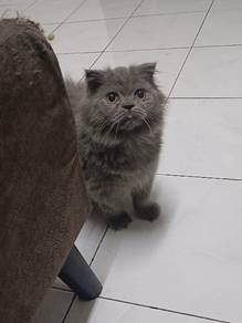 Scottish British kitten