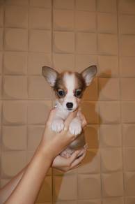 J0931 Corgi Cute Short Legs and Fluffy Butt Puppy