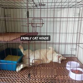 Hotel Kucing Boarding 