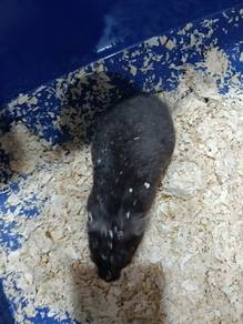Cheap Hamster ( Black) 