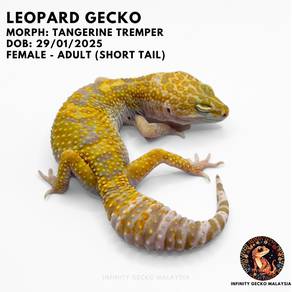 Leopard Gecko Tangerine Tremper Malaysia Cicak Jb