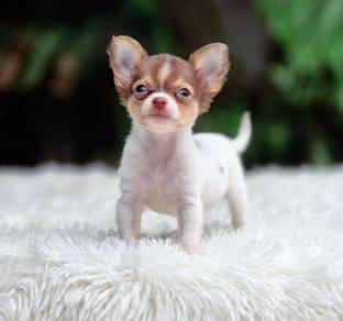 Apple head Chihuahua 