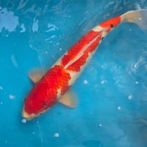 Koi Fish - Beautiful Japanese Koi for sale