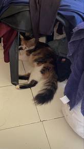 lettgo kucing