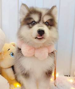 Husky