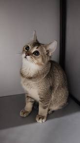 bsh male