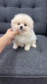 Cream Color Female Pomeranian Puppy F-308