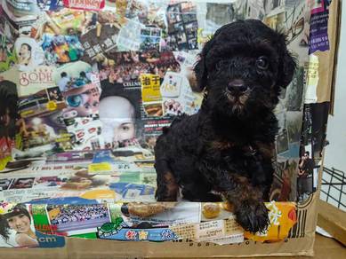 Toy poodle
