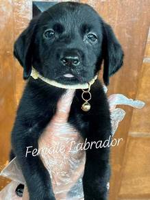 labrador puppies 