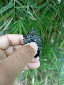 Common Snapping Turtle
