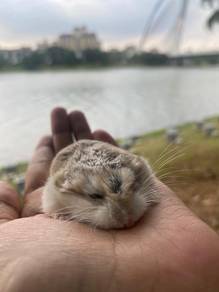 hamster