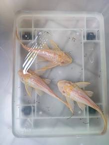 Pleaco Ikan bandaraya Albino 10inch